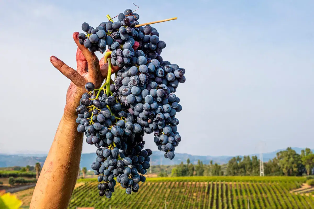 Via alla vendemmia in Sicilia Sicilia, la vendemmia inizia sotto i migliori auspici